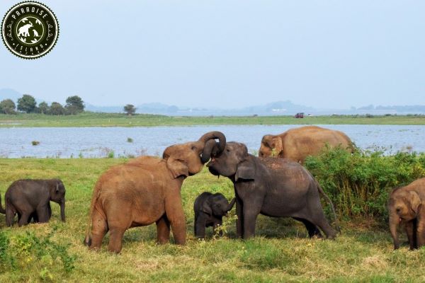 Community-based fences promote coexistence between humans and elephants in Sri Lanka.
