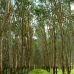 rubber plantation-eLanka