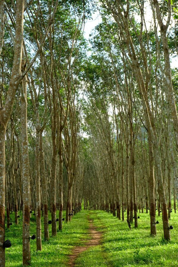 rubber plantation-eLanka