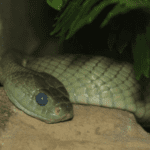 snakebite-eLanka