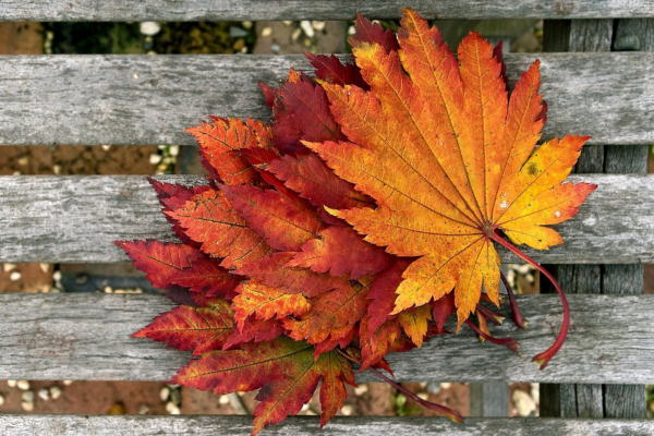 Autumn