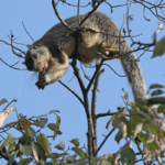 Ratufa macroura