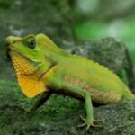 The largest lizard endemic to Sri Lanka