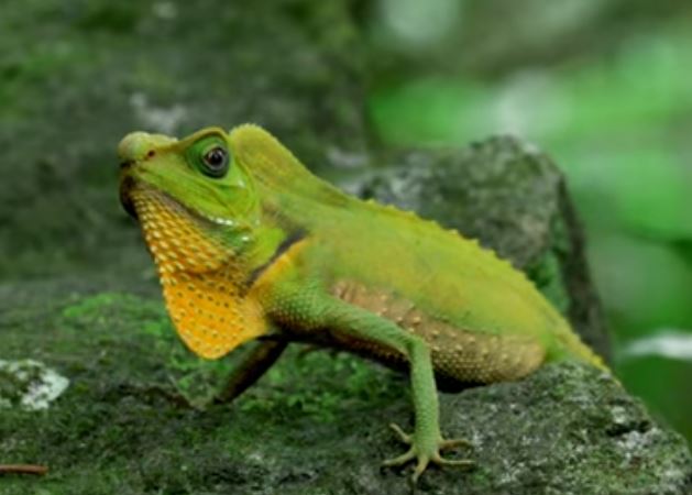 The largest lizard endemic to Sri Lanka