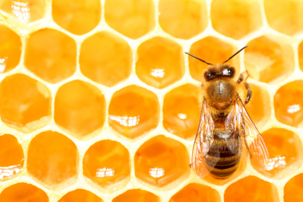 bee honey