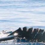 Blade Runner's Legacy: A Call to Protect Our Oceans - By Markus Gilles