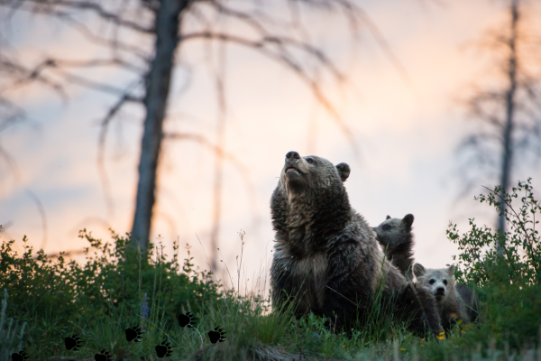 Grizzly bears