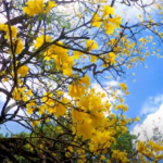 Peradeniya Univeristy-eLanka