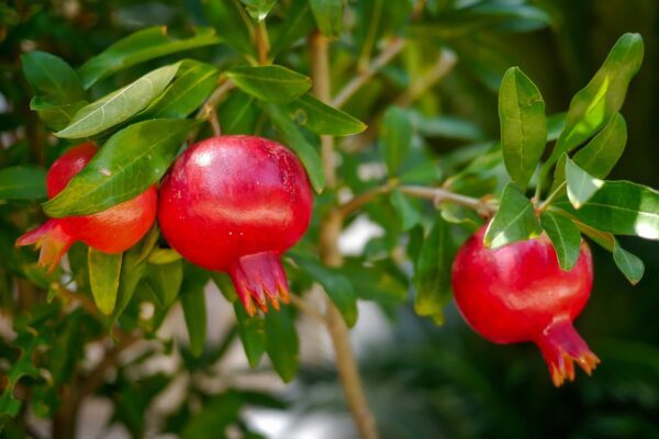 Pomegranate-eLanka