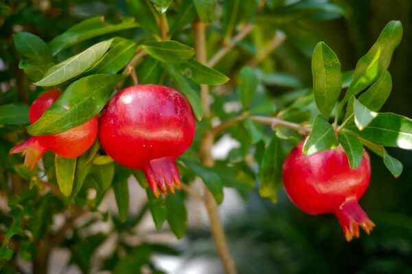 Pomegranate-eLanka
