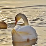 Rice-Duck-eLanka