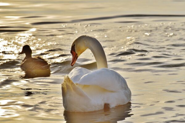 Rice-Duck-eLanka