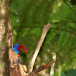 Sinharaja World Heritage Forest,