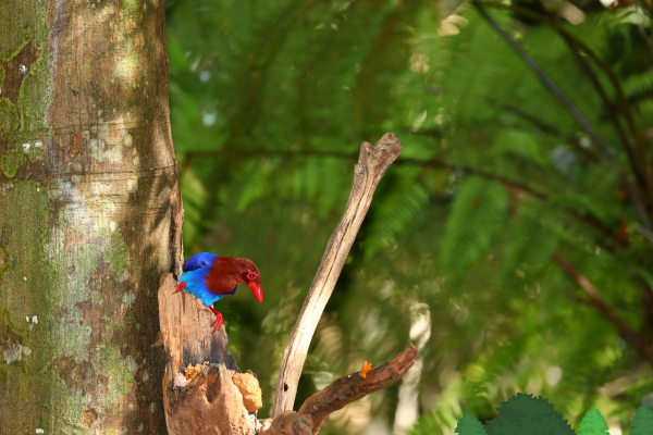 Sinharaja World Heritage Forest,