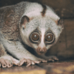 unahapuluwa