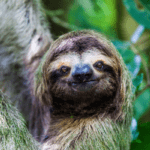 Sloths