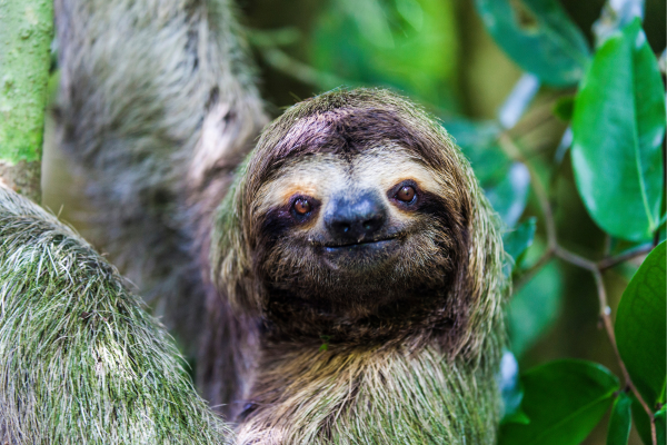 Sloths