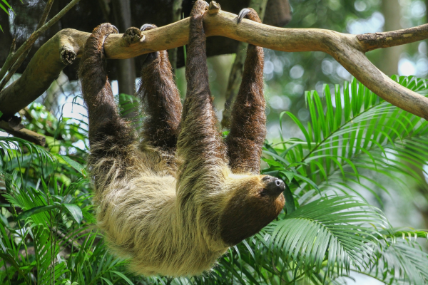 Sloths 