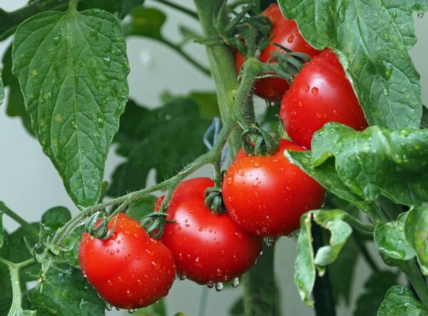 Tomatoes. Human Benefits in Disease Prevention - By Dr. Harold Gunatillake