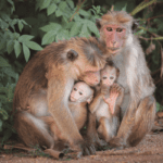 Toque Macaque