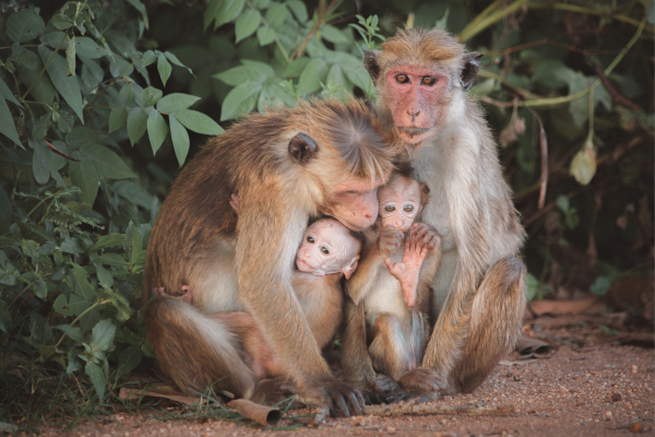 Toque Macaque
