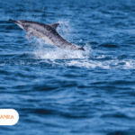 Whale Watching in Sri Lanka