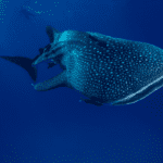Whale shark