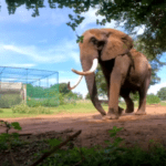 about most famous biggest tusker in srilankan-eLanka