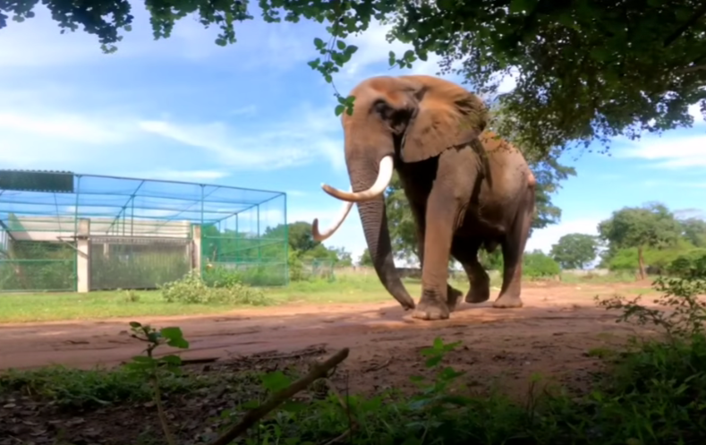 about most famous biggest tusker in srilankan-eLanka