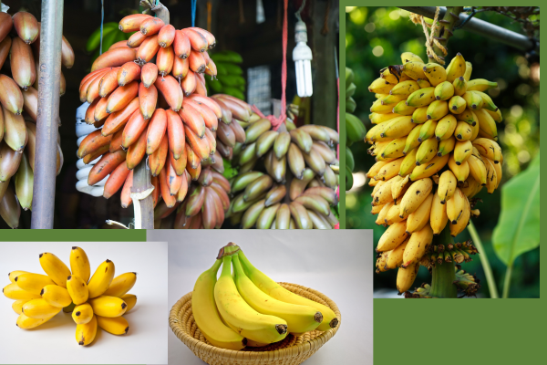 Discover the Rich Heritage and Flavors of Sri Lanka's 29 Banana Varieties