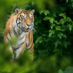 young tiger - By Frédéric Geffroy