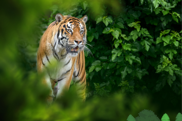 young tiger - By Frédéric Geffroy