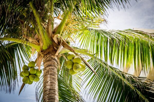 Coconut Cultivation in Sri Lanka-eLanka 01