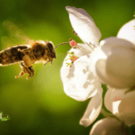Here are 20 interesting facts about the importance of honey and bees - By Robert B