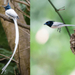 Indian Paradise Flycatcher
