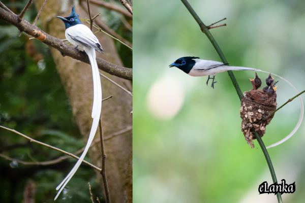 Indian Paradise Flycatcher