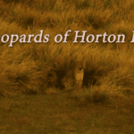 Leopards of Horton Plains-eLanka