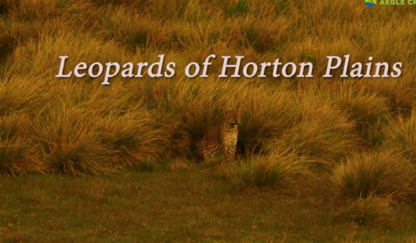 Leopards of Horton Plains-eLanka