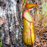 Badura