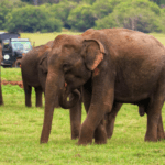 Elephants in Sri Lanka: Conservation and Tourism - By Malsha - eLanka