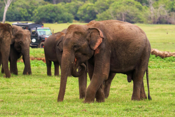 Elephants in Sri Lanka: Conservation and Tourism - By Malsha - eLanka