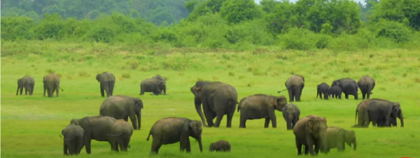 Elephants of Horton Plains-eLanka