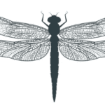 Sri Lanka’s dragonflies-eLanka