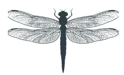 Sri Lanka’s dragonflies-eLanka