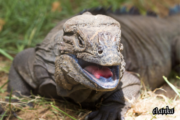 Monitor Lizard
