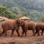 Elephant Nature Park-eLanka