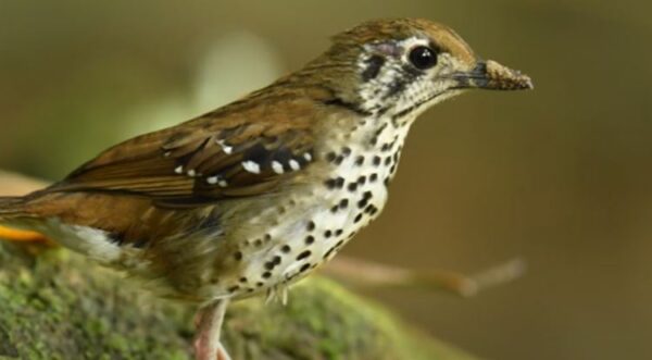 Kaleidoscope Trailer for 30th Jan 2025 Programme