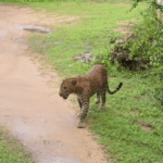 Leopard Found In School-eLanka