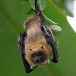 Rare bat species recorded after 60 years Researcher-eLanka