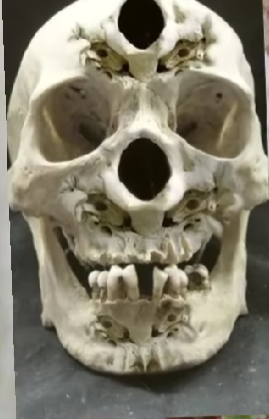 Stolen Skulls-The Untold Colonial Crimes in Sri Lanka